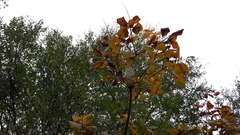 Cotinus