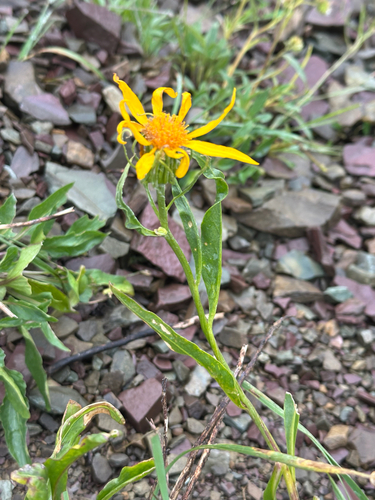Nuttall's Ragwort (Senecio megacephalus)