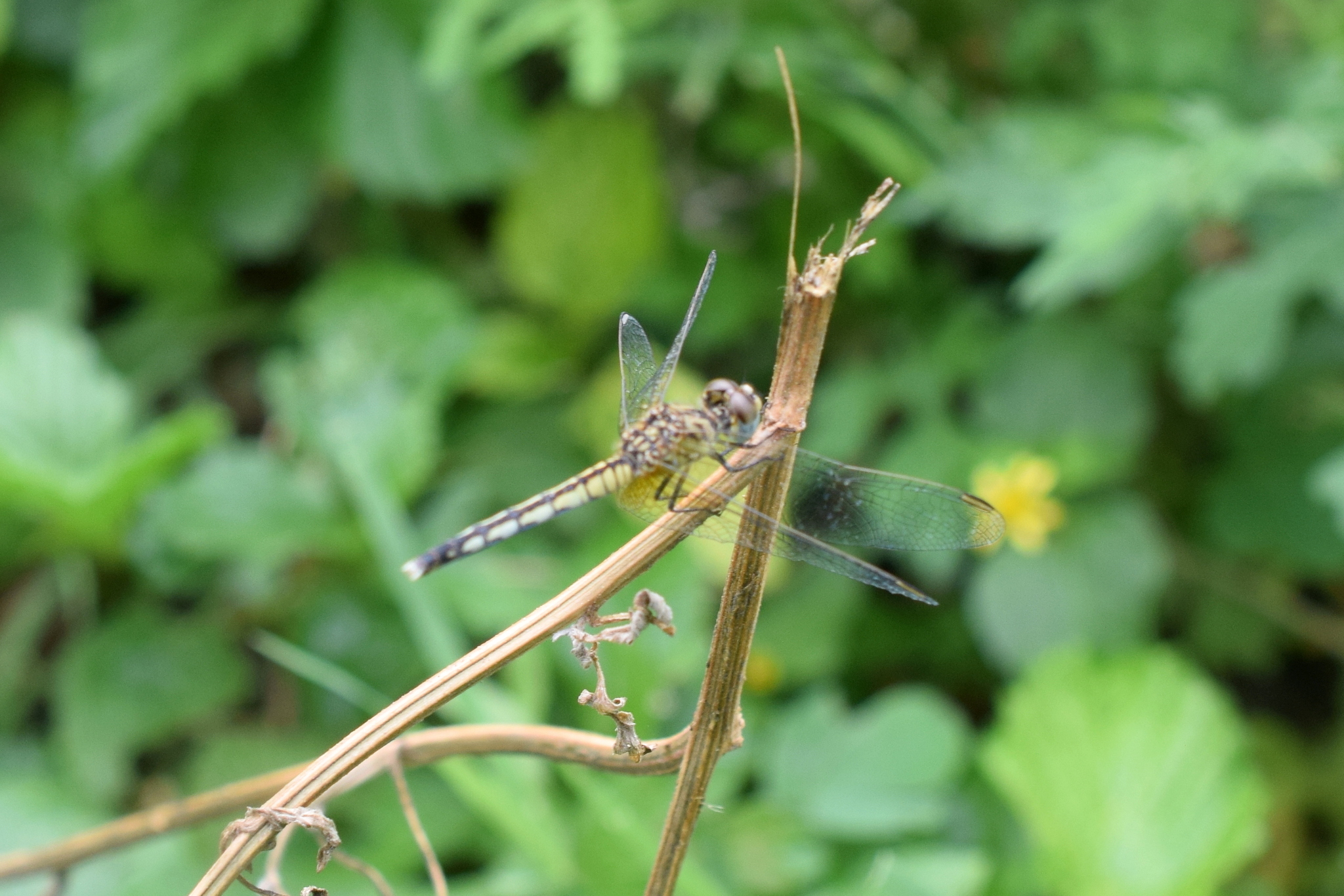 Black Percher