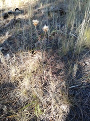 Cirsium wheeleri