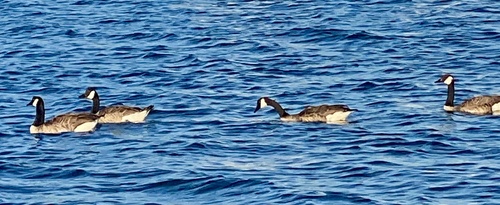 Canada Goose