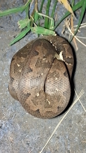 Candoia paulsoni