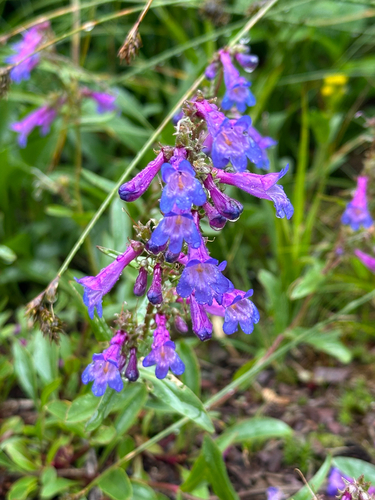 Alberta Beardtongue (Penstemon albertinus)