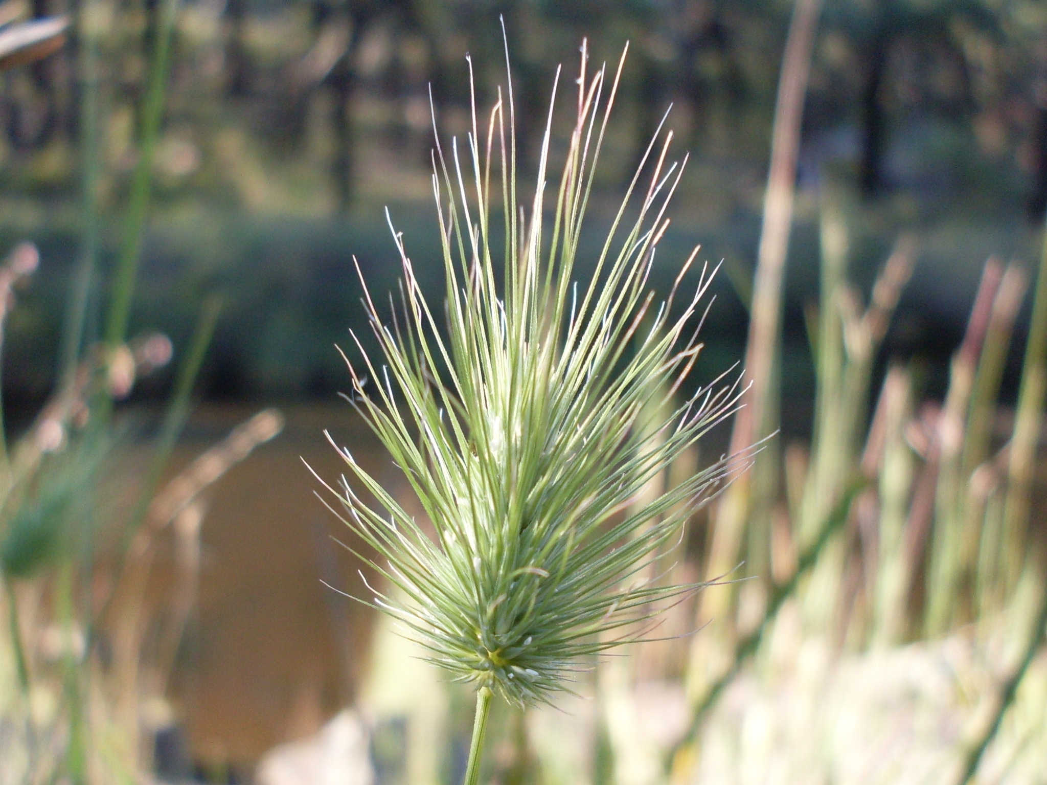 Echinopogon intermedius