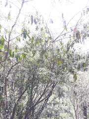 Lysiloma divaricatum