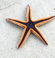 Astropecten articulatus