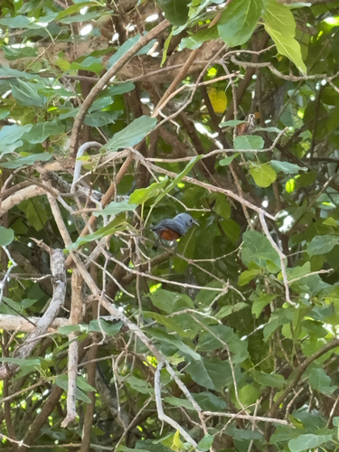 Monarcha cinerascens