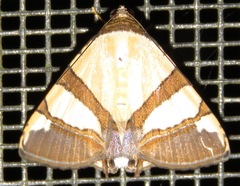 Eulepidotis julianata