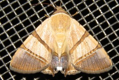 Eulepidotis juncida