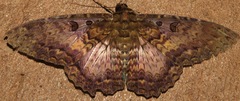 Feigeria scops