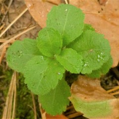 Veronica officinalis