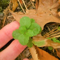 Veronica officinalis