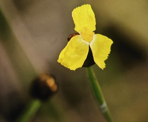 Xyris complanata observed 2025-07-22