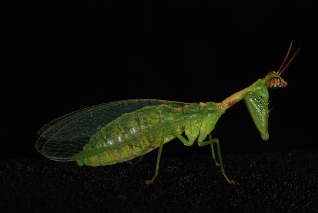 Green Mantisfly