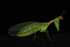 Green Mantisfly