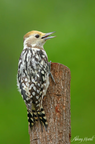 Yellow-crowned Woodpecker