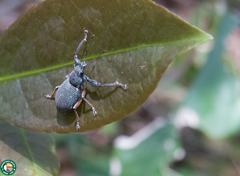 Naupactus condecoratus
