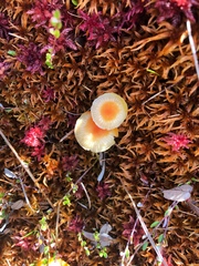 Galerina tibiicystis