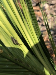 Rhinotia suturalis