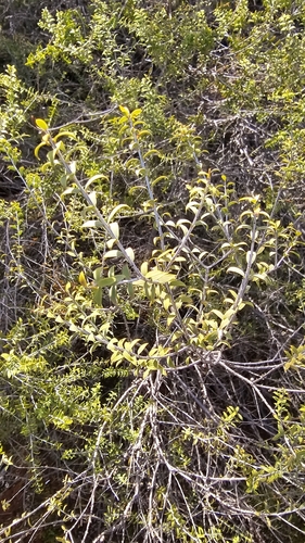 mallee honeymyrtle (Melaleuca acuminata)