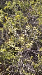 Melaleuca acuminata