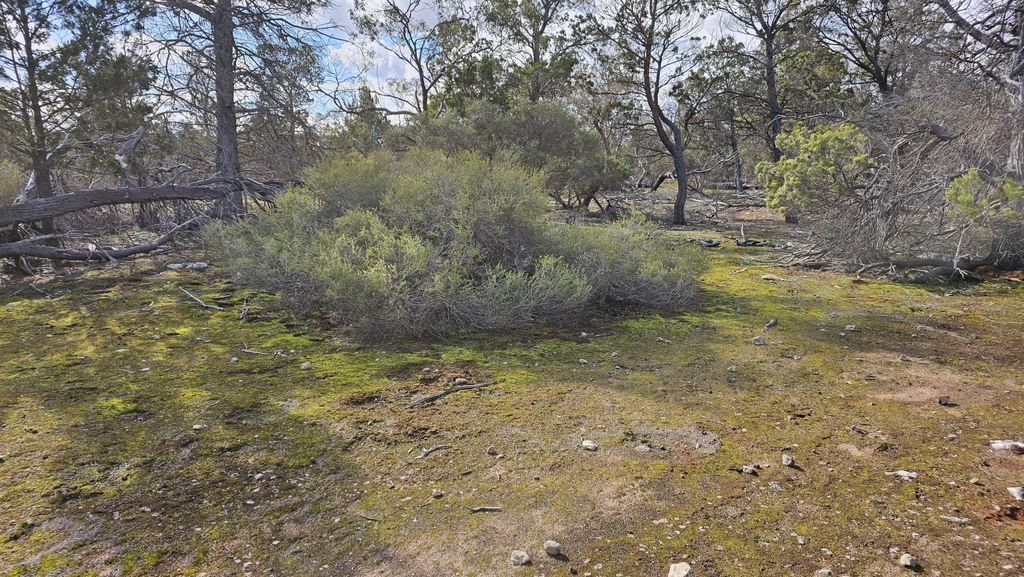 Melaleuca acuminata; photograph (c) Rosalie Lawrence, some rights reserved (CC BY)