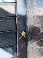 Argiope trifasciata