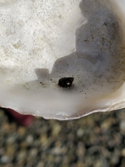 Littorinimorpha