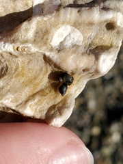 Littorinimorpha