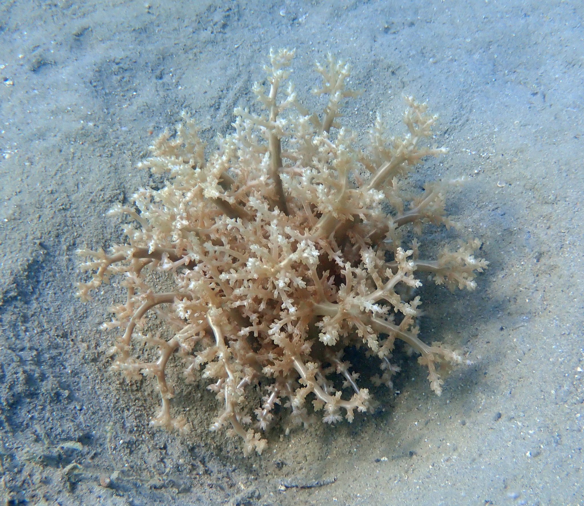 Actinodendron arboreum (Quoy & Gaimard, 1833)