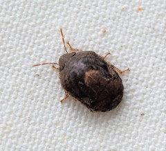 Stethaulax marmorata