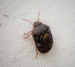 Stethaulax marmorata