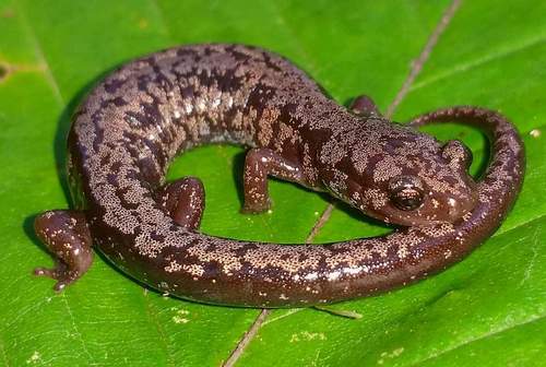 Weller's Salamander