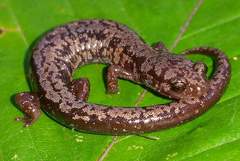Plethodon welleri