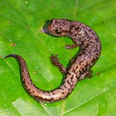 Plethodon welleri