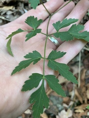 Thaspium chapmanii