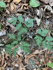 Thaspium chapmanii