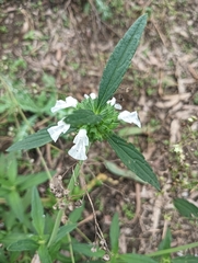Leucas lavandulifolia, photograph author not stated, no rights reserved