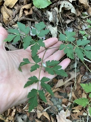 Thaspium chapmanii