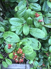 Tetracera indica