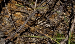 Leiocephalus onaneyi