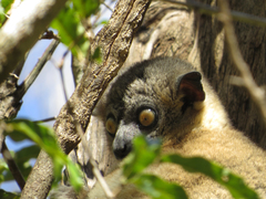 Lepilemur hubbardorum