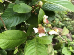 Tetracera indica