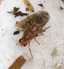 Dryomyzidae