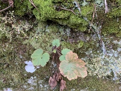 Heuchera missouriensis