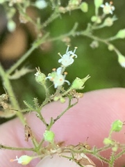 Heuchera missouriensis