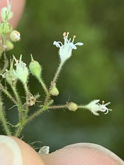 Heuchera missouriensis