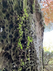 Heuchera missouriensis