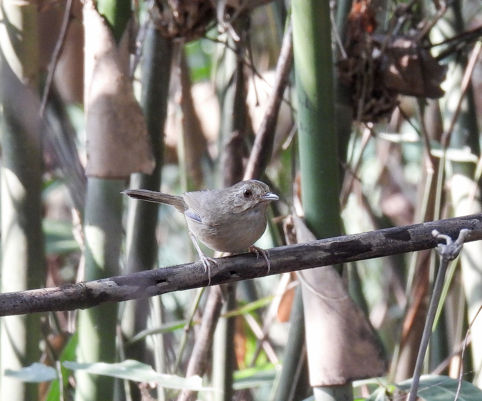 Buff-breasted Babbler (Pellorneum tickelli), photo 9