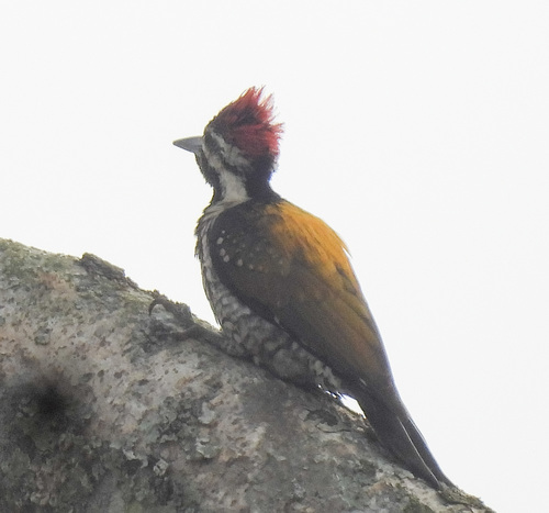 Black-rumped Flameback (Dinopium benghalense), photo 8